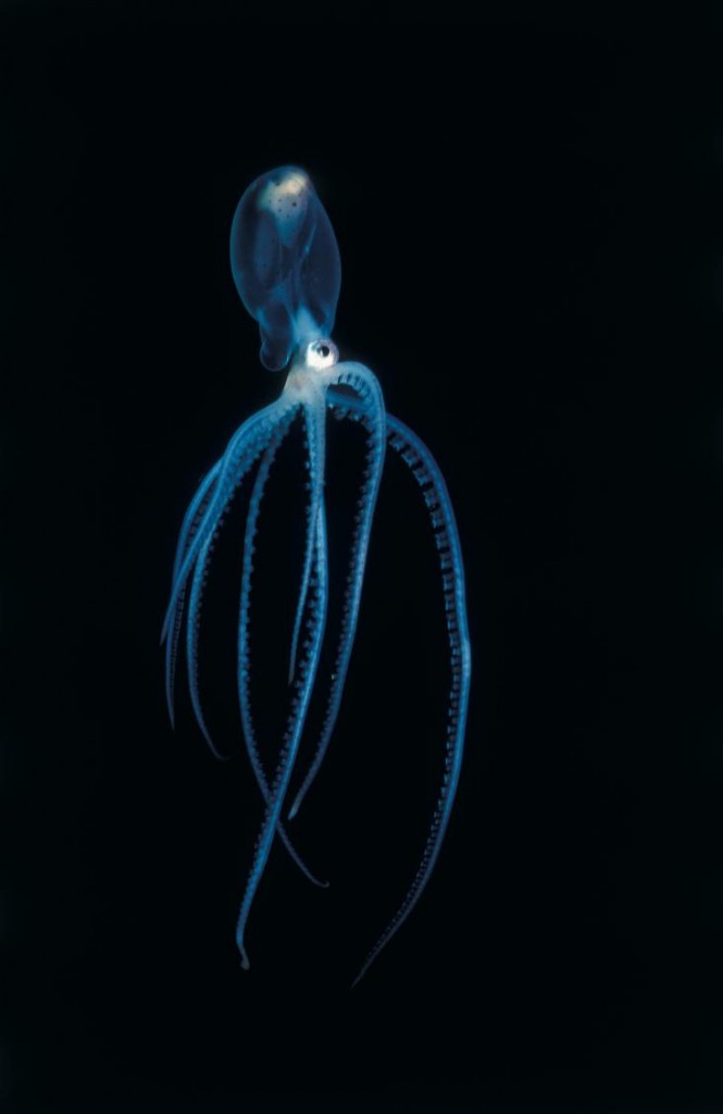 ΑΡΣΕΝΙΚΟ-ΘΗΛΥΚΟ 1