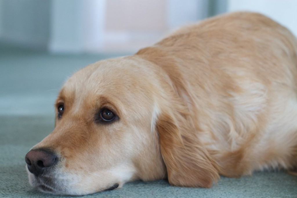 15171381719_885b8a9c34_k