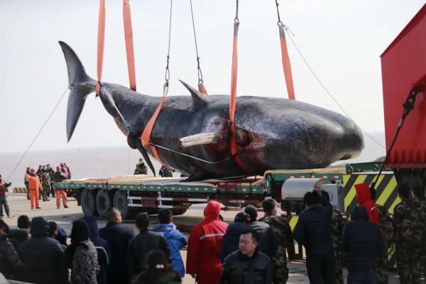 2016-02-16T112357Z_1114869312_GF10000310808_RTRMADP_3_CHINA-ANIMALS