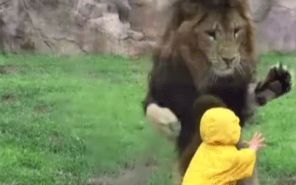 lion-video-4-large_trans++aRL1kC4G7DT9ZsZm6Pe3PUk5YRMpZagQrlVp-I8j3oU