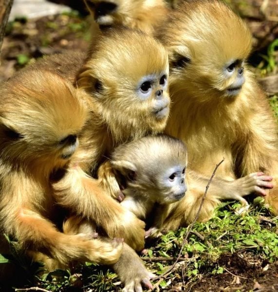 shennongjia-april-30-2016-a-baby-golden-monkey-is-413416