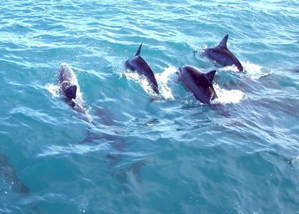 dolphins