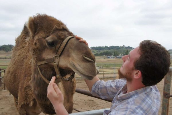 Camel_Ramona_California