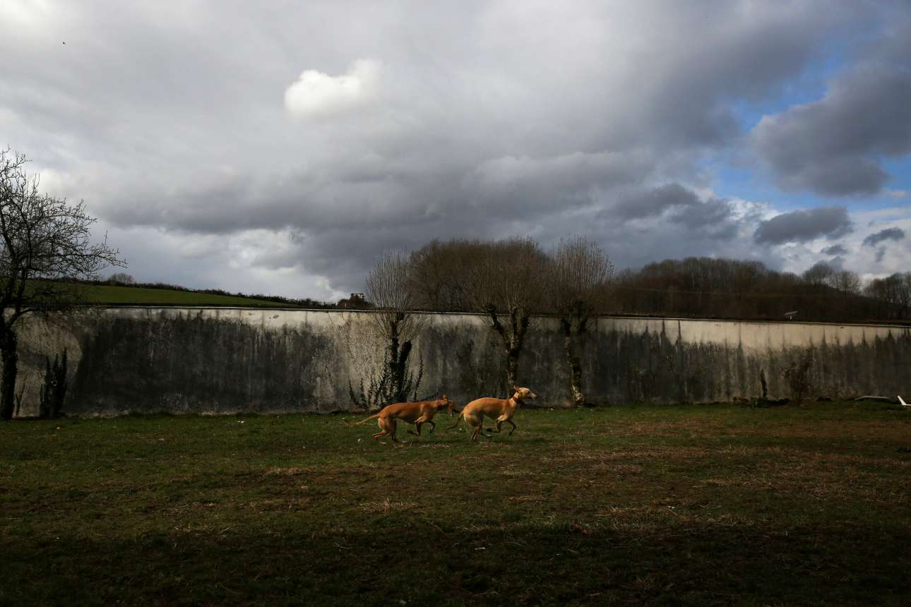 Τα δύο σκυλιά παίζουν στις εγκαταστάσεις της κλινικής «Μπενίτο Μένι», στα σύνορα με Γαλλία. Τα ζώα θεραπείας περνούν από ειδική εκπαίδευση πριν συμμετάσχουν στα συγκεκριμένα προγράμματα