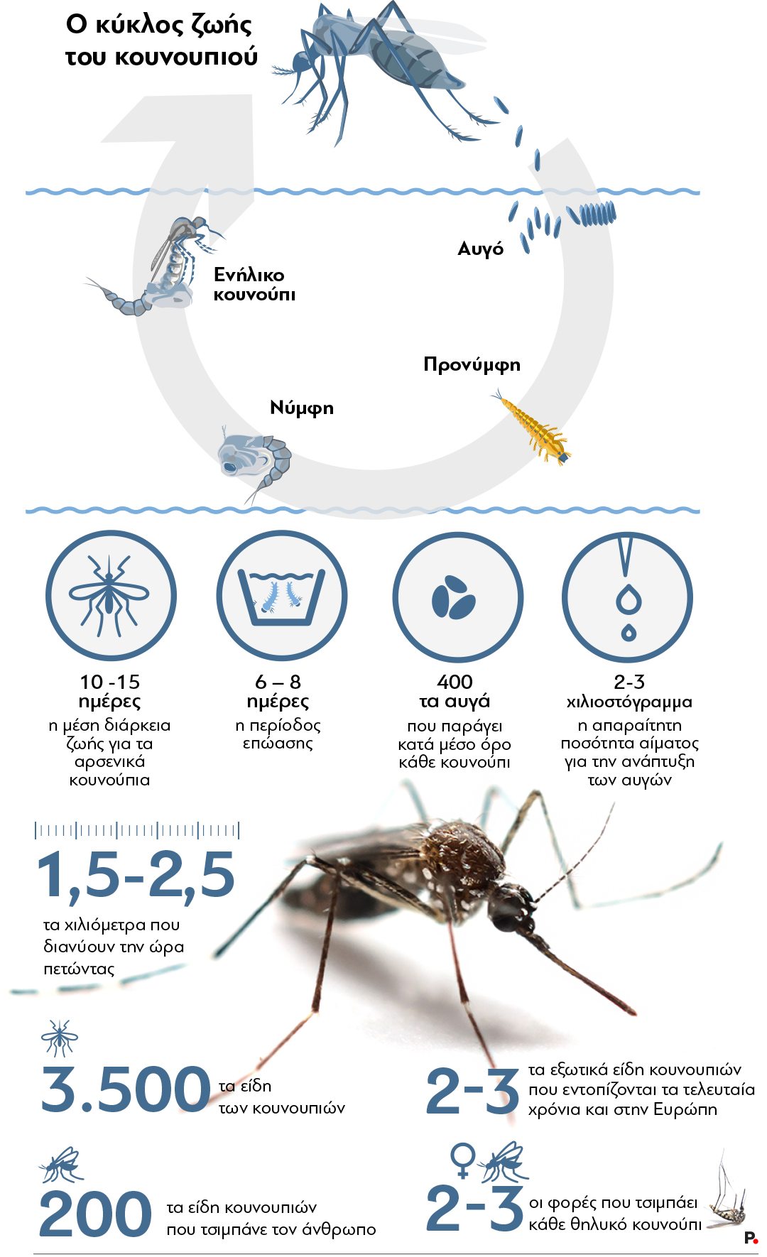Mosquito_Life_cycle