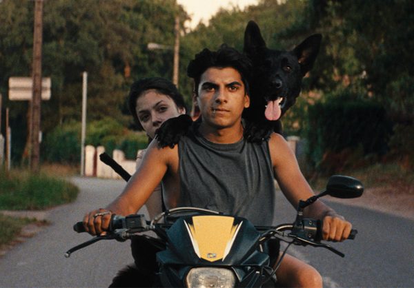 ava_dog_still_h_2017_0_-_embed_2017