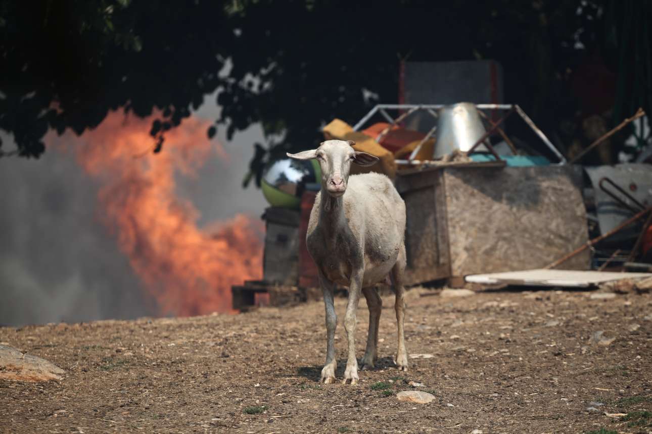 ...ένα πρόβατο στο Μικροχώρι, ίσως απορημένο για το κακό που συμβαίνει. Αλλωστε τα ζώα αντιλαμβάνονται με το ένστικτο