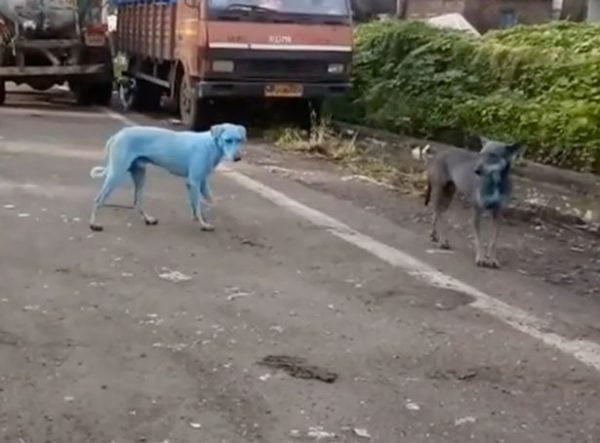Mumbai-BLUE-DOGS