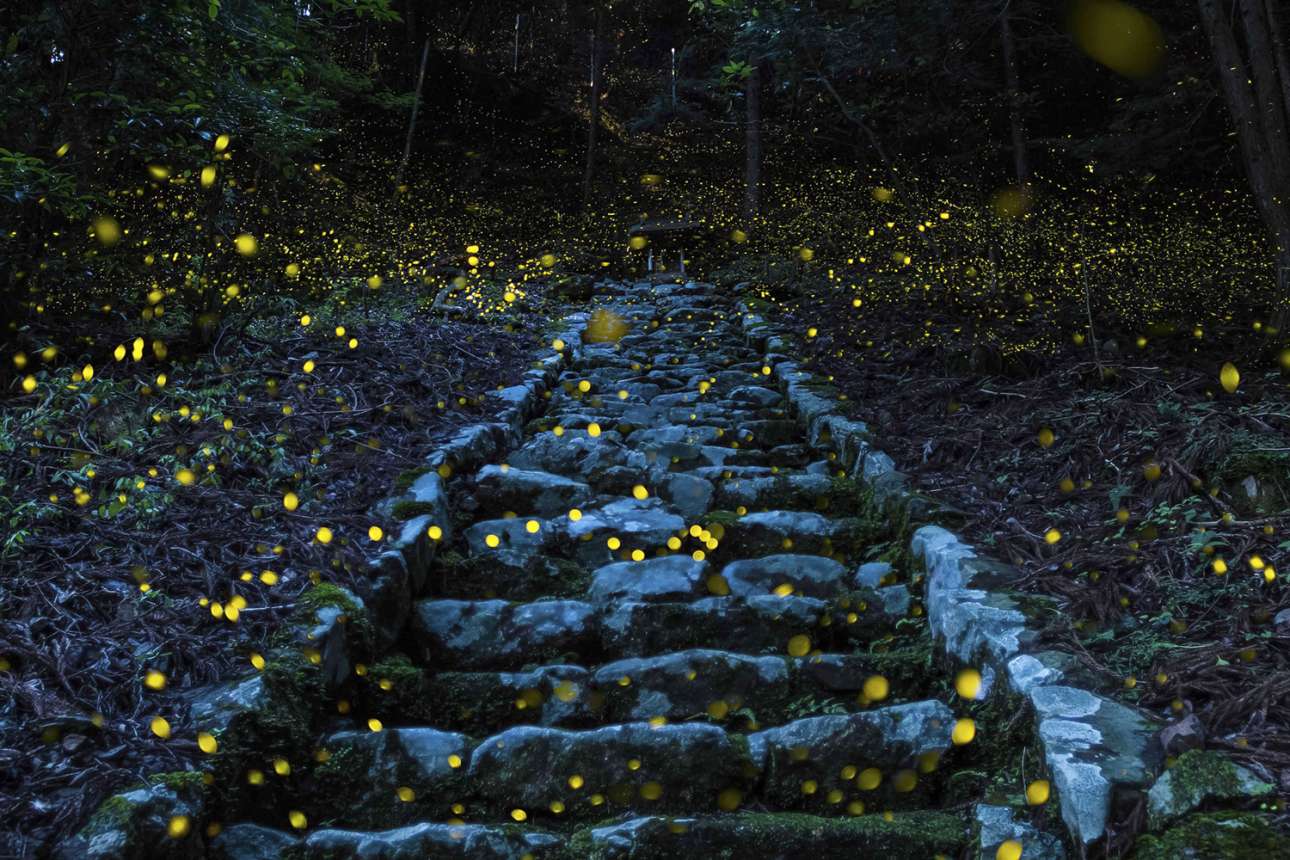 «Το δάσος των νεράιδων» - Ειδική μνεία, κατηγορία Φύση. Μαγική ατμόσφαιρα ένα καλοκαιρινό απόγευμα, σε απομακρυσμένο χωριό στην περιοχή Τάμπα της Ιαπωνίας. Πυγολαμπίδες έχουν κατακλύσει την πέτρινη σκάλα που οδηγεί σε ένα μικρό ναό, μέσα στο Δάσος των Θεών