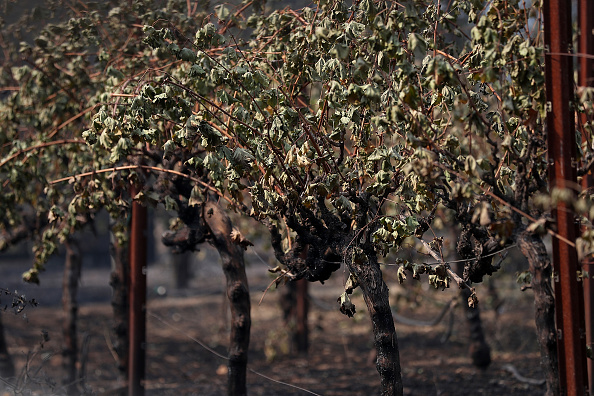 GLEN ELLEN, CA - OCTOBER 10: Scorched leaves hang from burned grave vines on October 10, 2017 in Glen Ellen, California. Fifteen people have died in wildfires that have burned tens of thousands of acres and destroyed over 2,000 homes and businesses in several Northen California counties. (Photo by Justin Sullivan/Getty Images)
