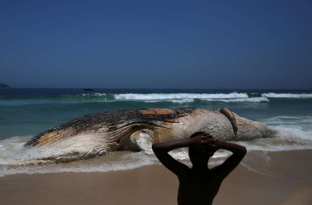 2017-11-15T183628Z_591223787_RC11380A7170_RTRMADP_3_BRAZIL-ENVIRONMENT