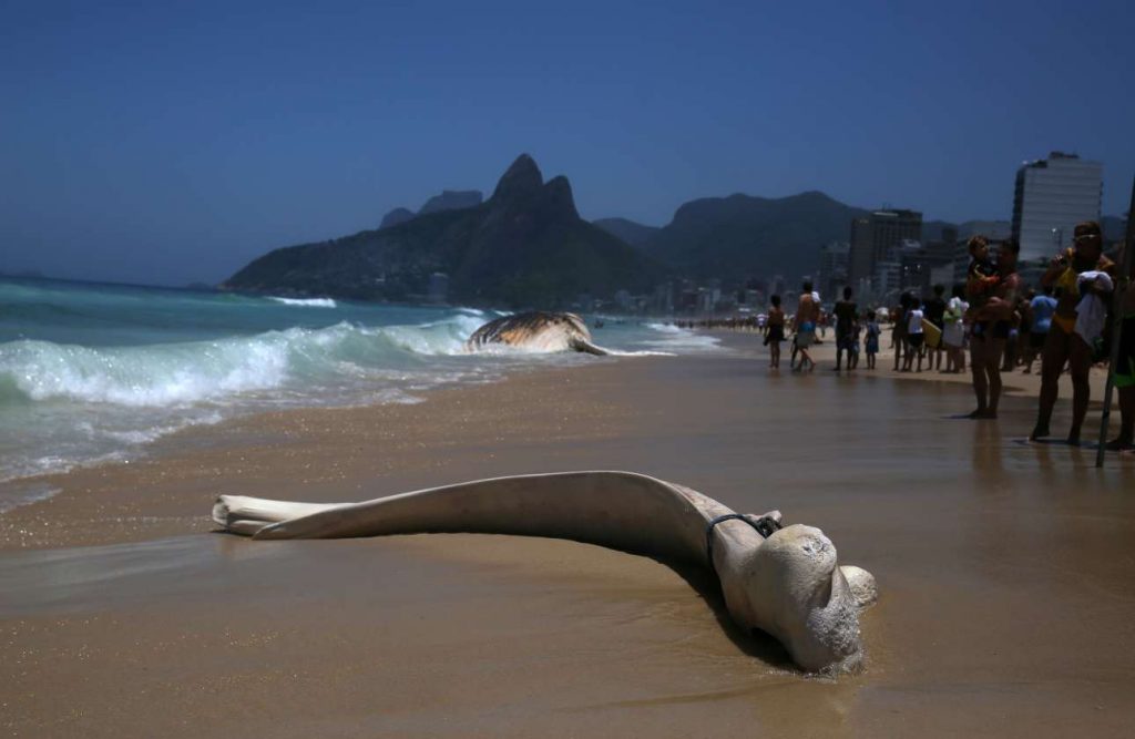 2017-11-15T190943Z_1720352300_RC1515334F80_RTRMADP_3_BRAZIL-ENVIRONMENT