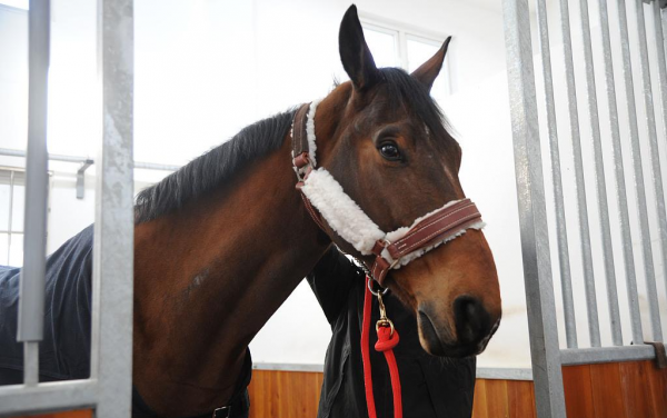 26685556_1238044169663017_7668885060074083974_o