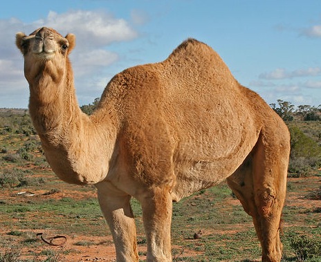 camelhollande
