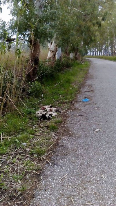 koutavia-skotomena-4