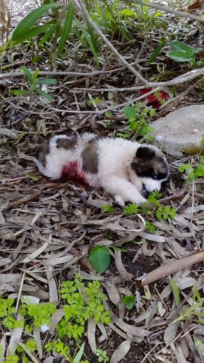 koutavia-skotomena-5