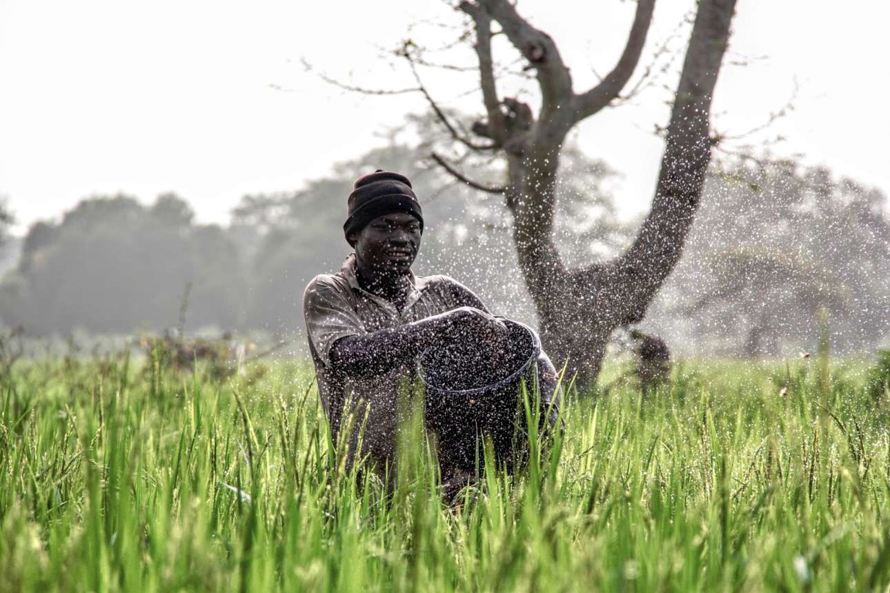 Φιναλίστ κατηγορία Δράση. Αγρότης ρίχνει λίπασμα σε καλλιέργειες ρυζιού, στη βόρεια Γκάνα