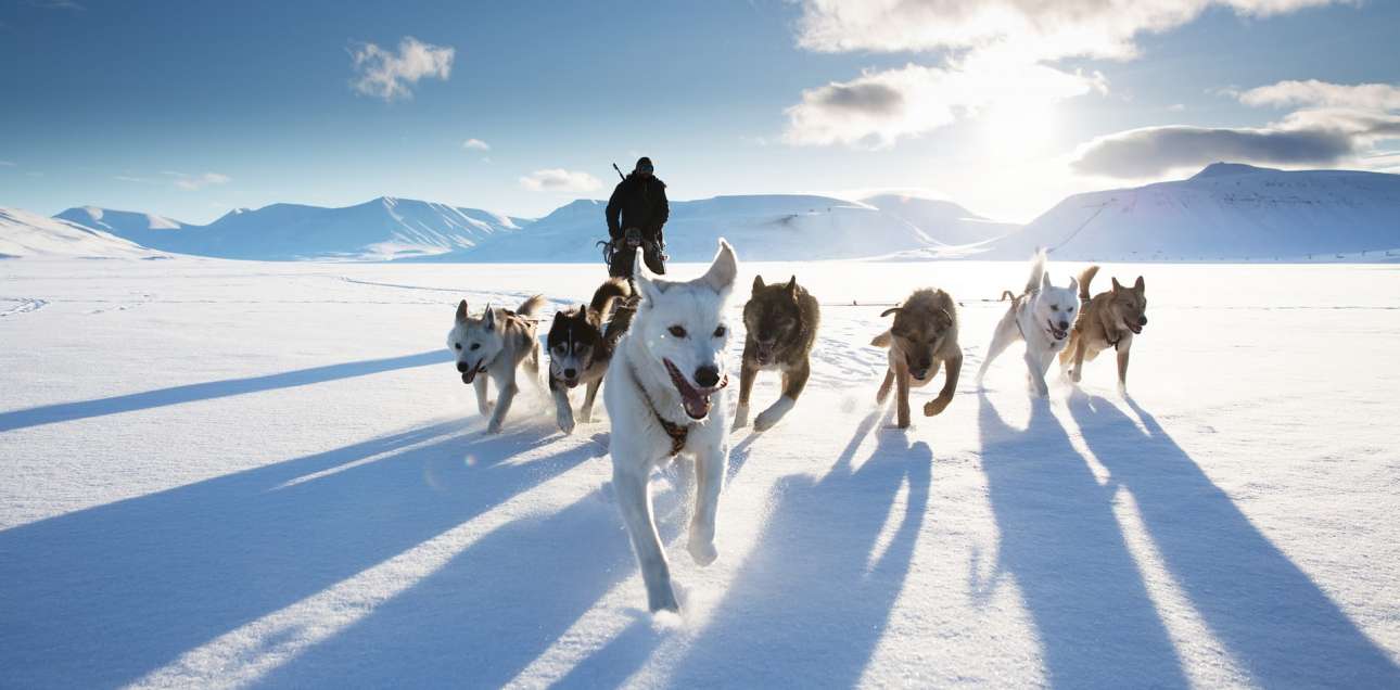 Βραβείο κατηγορία Δράση. Ελκηθρο με σκυλιά στο Σβάλμπαρντ της Νορβηγίας. «Μία επική εικόνα που σε βουτάει μέσα στην εμπειρία» γράφουν οι κριτές