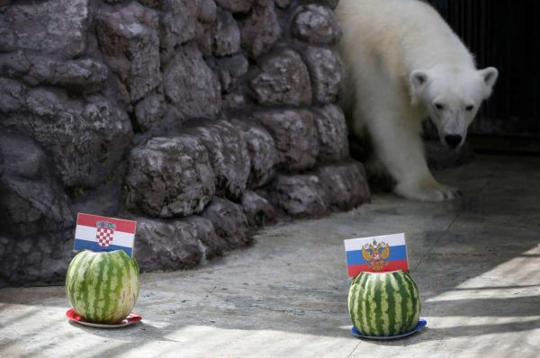 2018-07-05T095050Z_304588223_RC178E45B800_RTRMADP_3_SOCCER-WORLDCUP-RUS-CRO-BEAR-PREDICTION