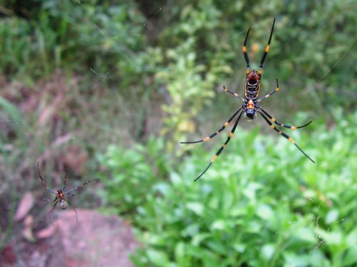 Oταν το θηλυκό είναι 72 φορές μεγαλύτερο από το αρσενικό!