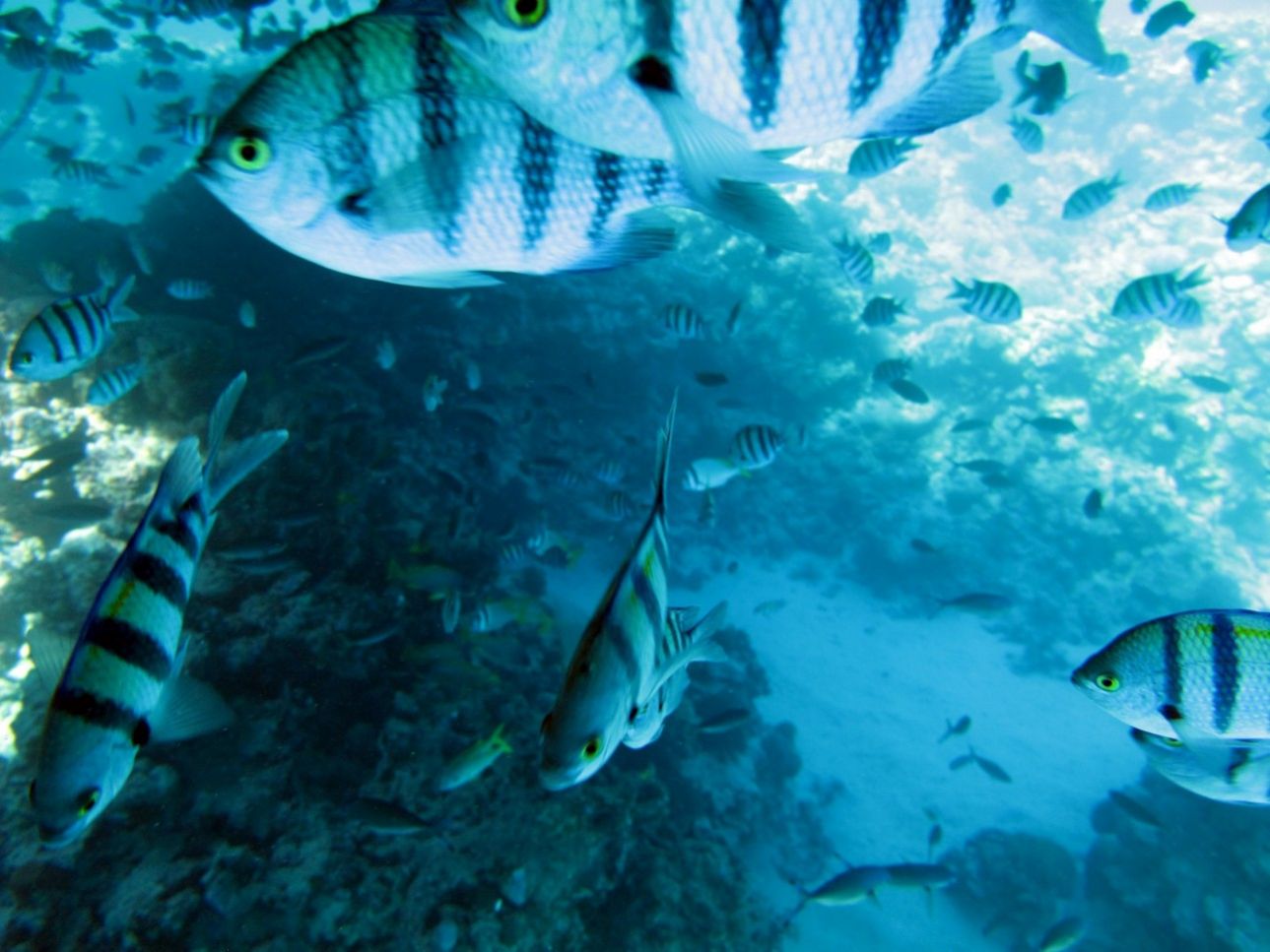 Συναγερμός από τη NASA για «ασφυξία» των ωκεανών