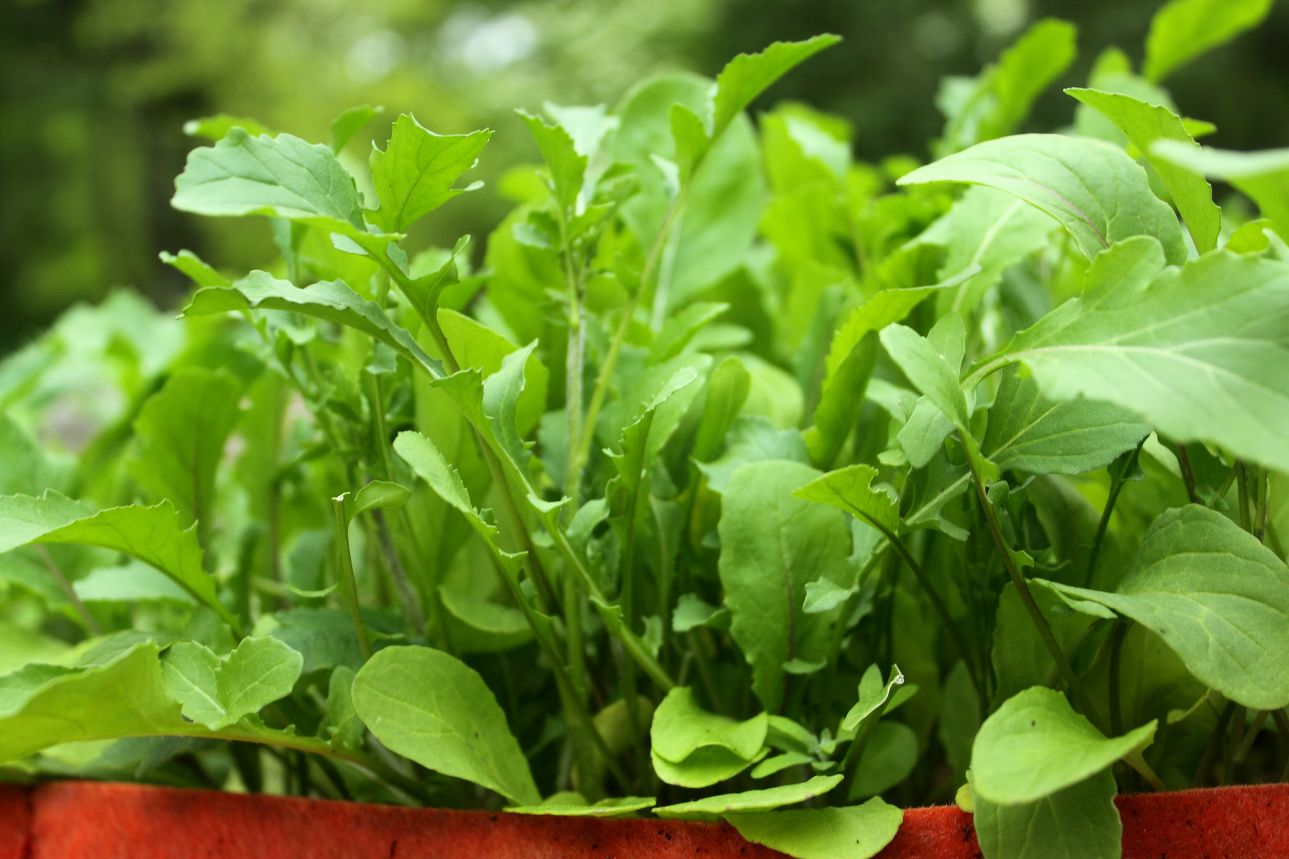 Αυτοφυή φυτά για το μποστάνι μας