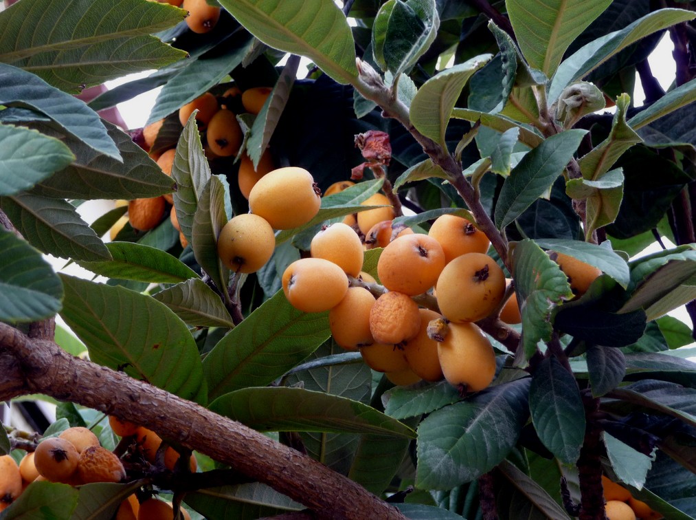Γεωπόνε, πώς θα φροντίσουμε τις μουσμουλιές;