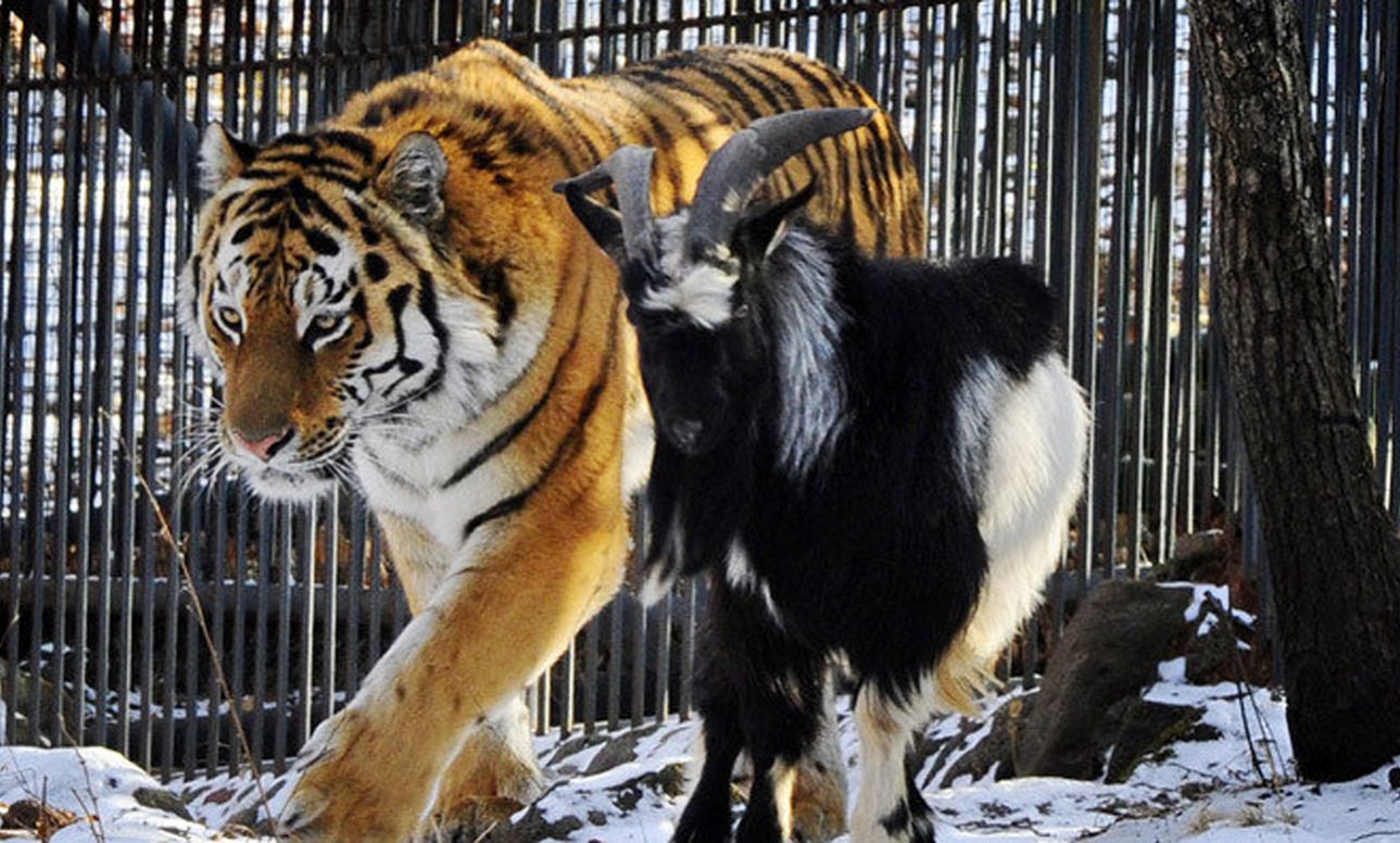 Oταν ο τίγρης Αμούρ έπαιξε μπάλα με τον τράγο Τιμούρ