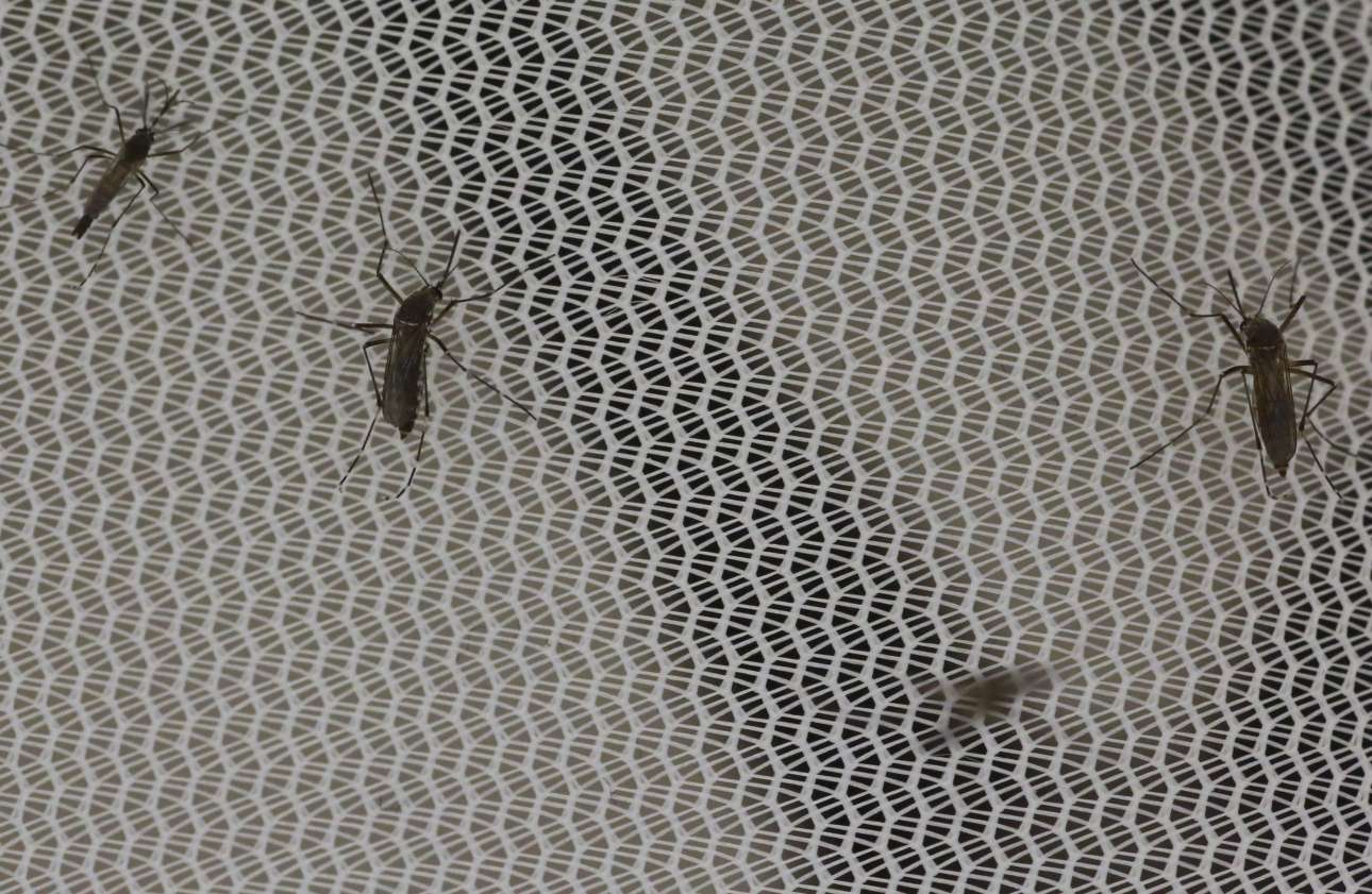 Μήπως να αφανίσουμε τα κουνούπια;