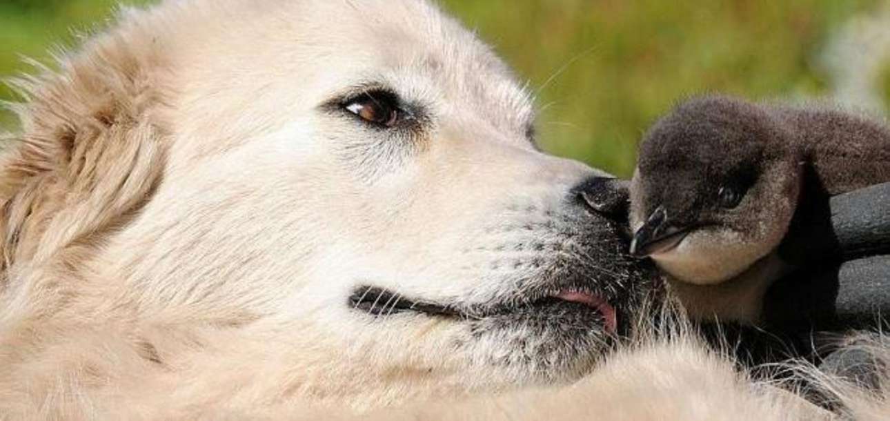 Πώς δυο ιταλικοί ποιμενικοί έσωσαν μια αποικία πιγκουίνων