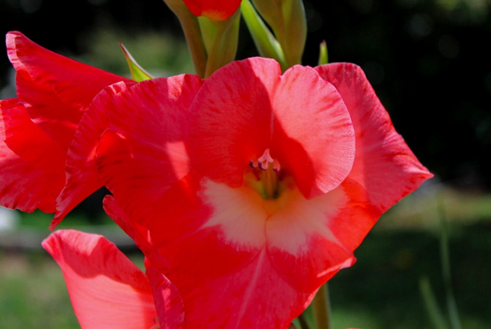 Ωραίες μου γλαδιόλες