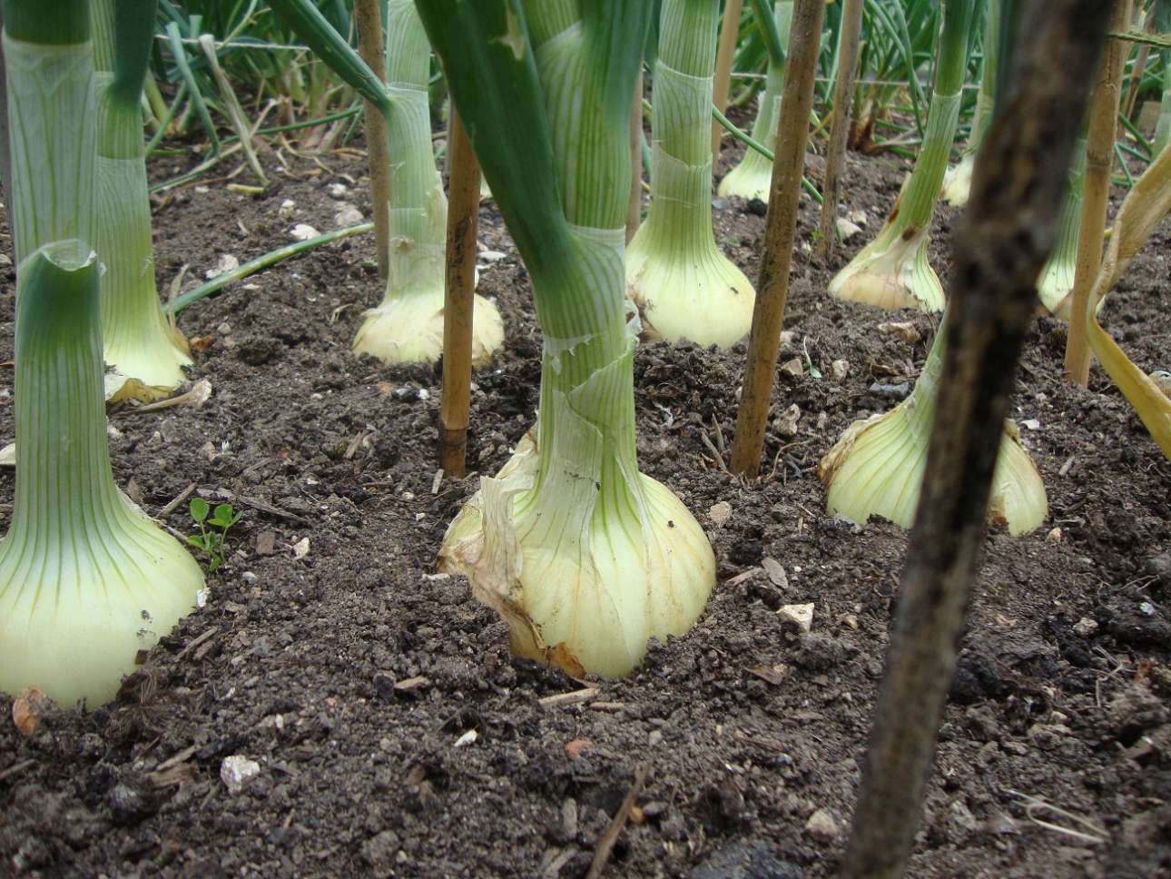 Ηρθε ο καιρός των κρεμμυδιών