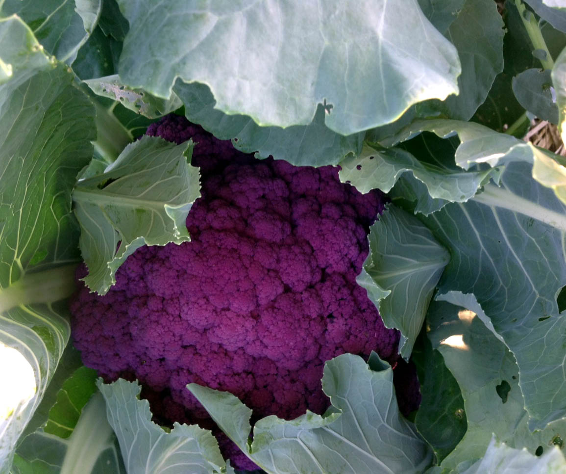 Τι συμβαίνει στο μποστάνι του Φλεβάρη;