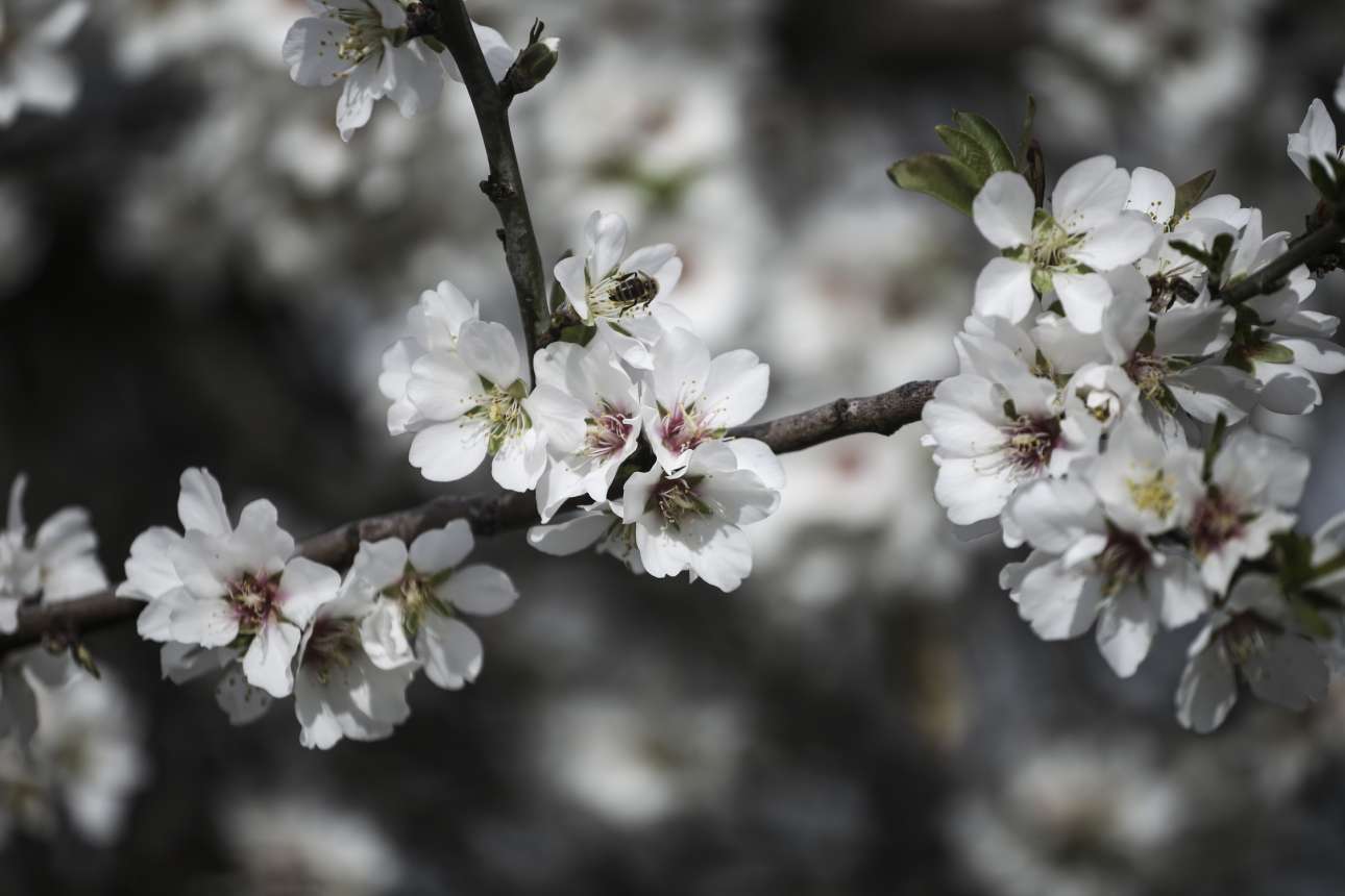 Η άνοιξη είναι εδώ!