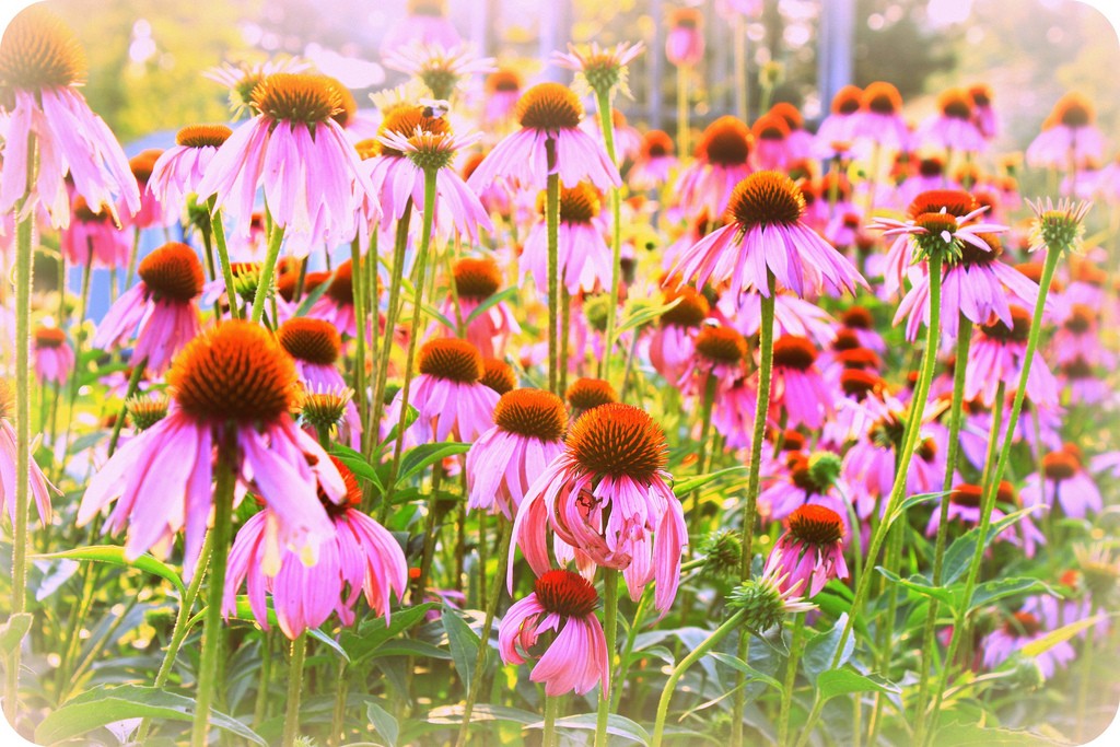 Πώς τα συμπληρώματα διατροφής μπορεί να βλάψουν την υγεία μας