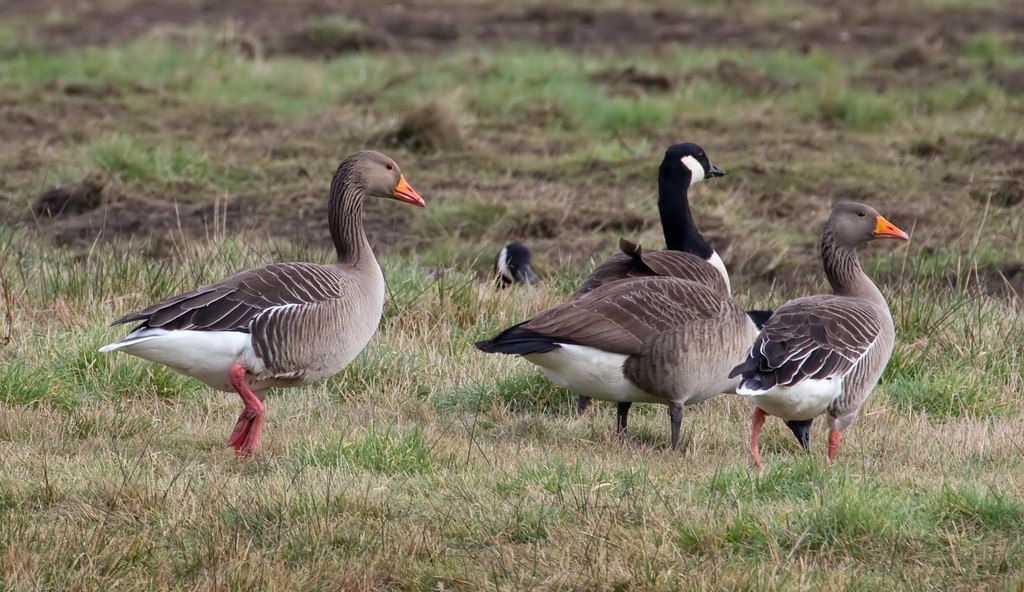 Γιατί η μία στις πέντε χήνες είναι γκέι;