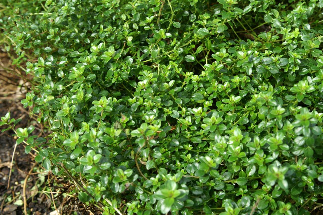 Φυτεύω βότανα: ευωδιαστό θυμάρι