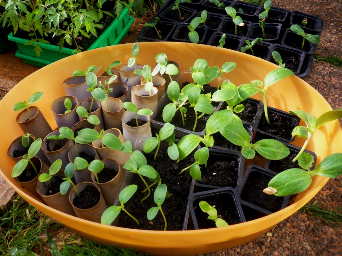 Πώς φυτρώνει το αγγούρι;