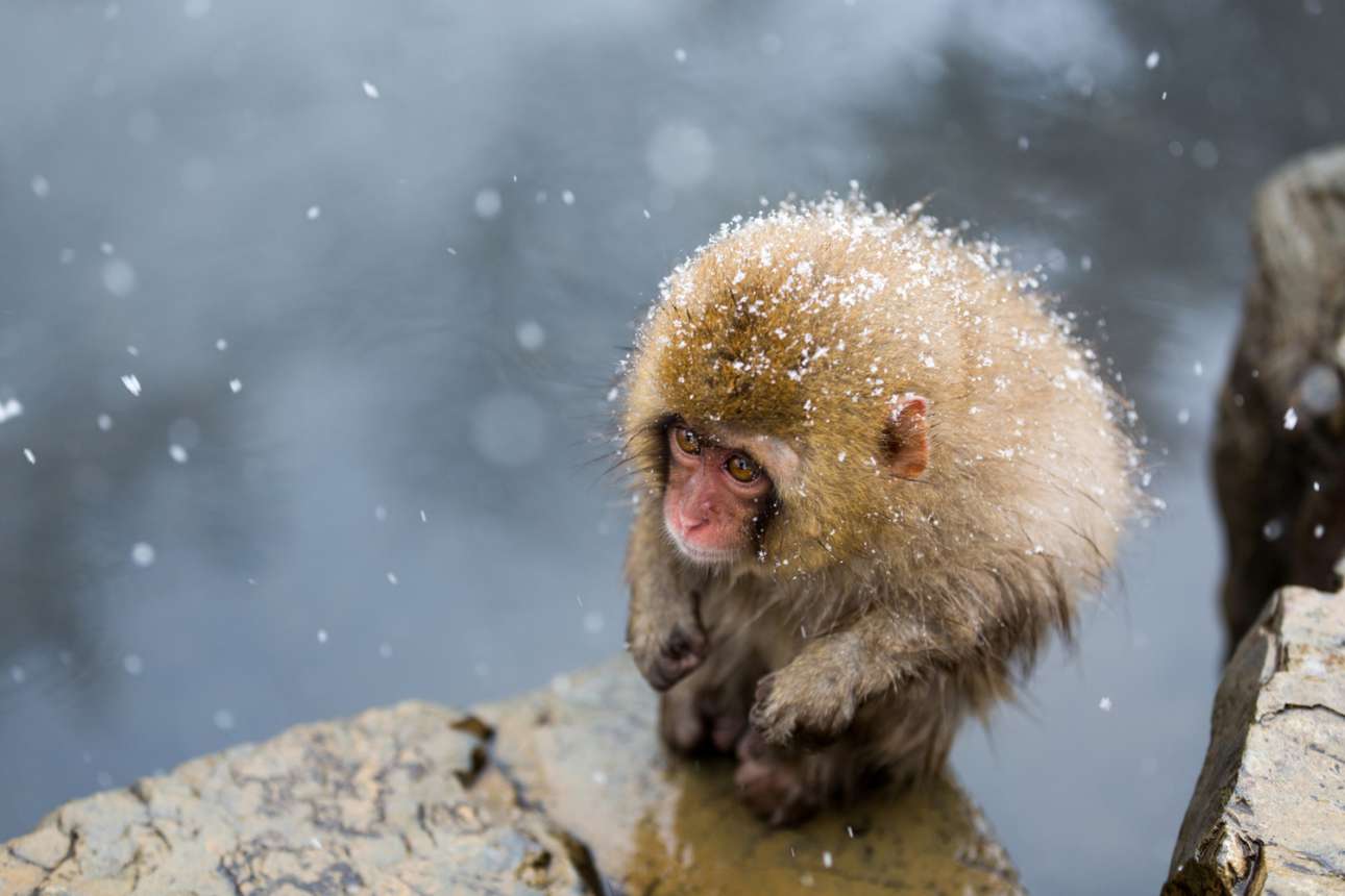 Βραβείο κατηγορίας Φυσικό Περιβάλλον: «Ενα μαϊμουδάκι στον γκρεμό». Μία μικρή χαριτωμένη μαϊμού προσπαθεί να υπομείνει το κρύο στις φυσικές πηγές του πάρκου μαϊμούδων Τζιγκοκουντάνι, στην Ιαπωνία