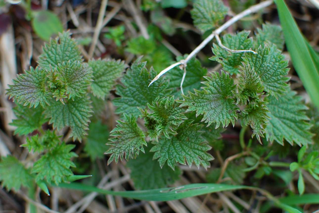 Πώς μας ευεργετούν οι τσουκνίδες