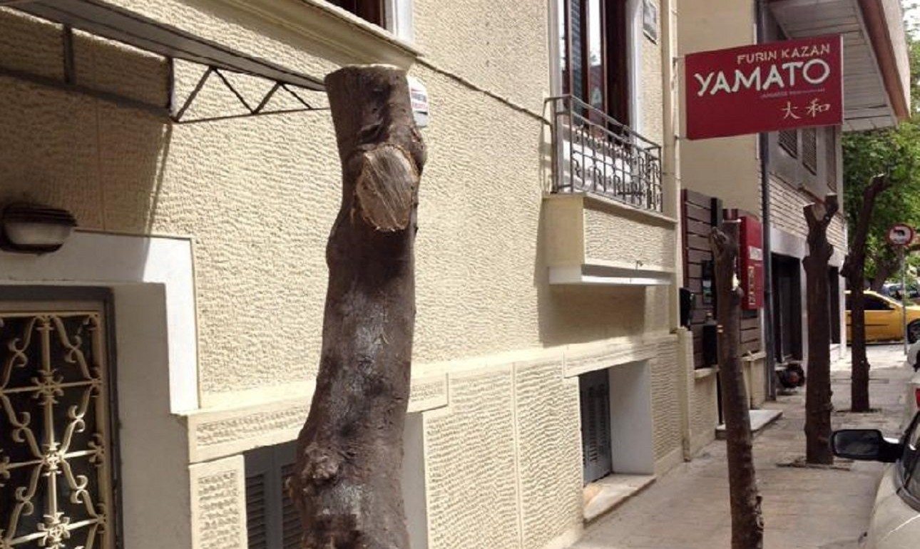 Οι «ακέφαλες» νεραντζιές της οδού Αλκιμάχου