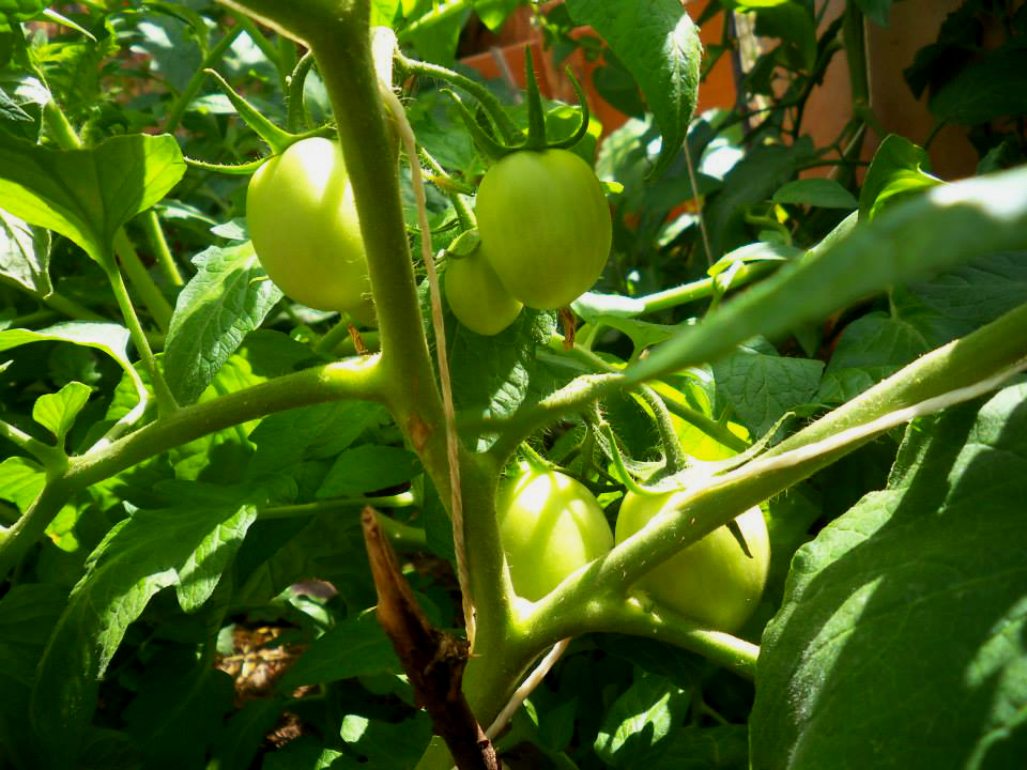 Φυτεύουμε ντομάτες: από το σπορείο στο μποστάνι