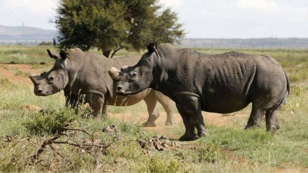 rhino-at-risk