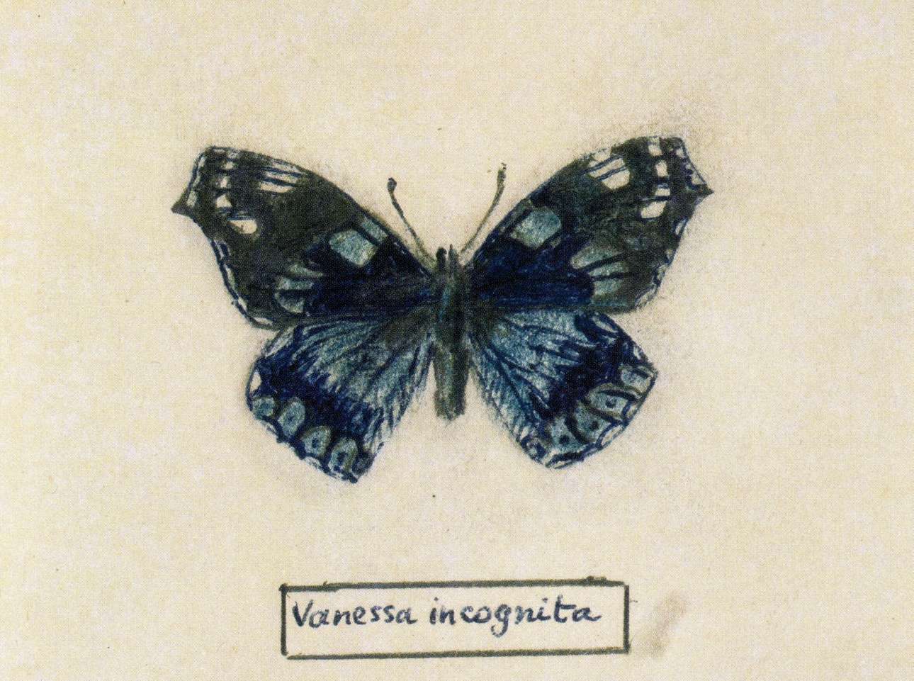 Η μανία του συγγραφέα της «Λολίτας» για τις πεταλούδες