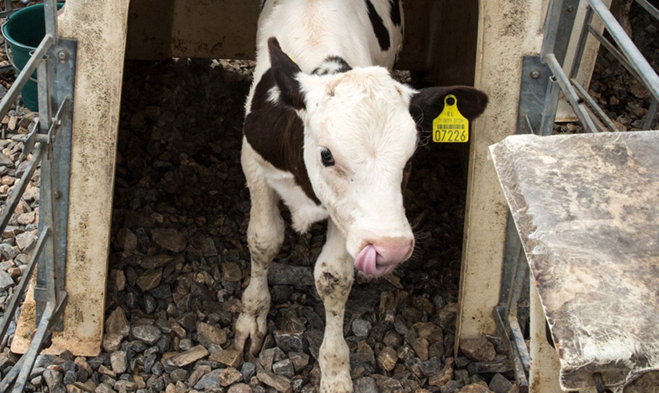 Στον «πλανήτη γάλα» του Εβρου
