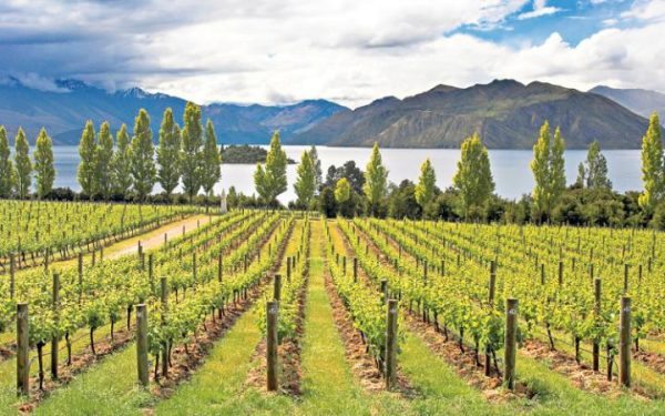 Lake-Wanaka-vineyard-new-zealand-large