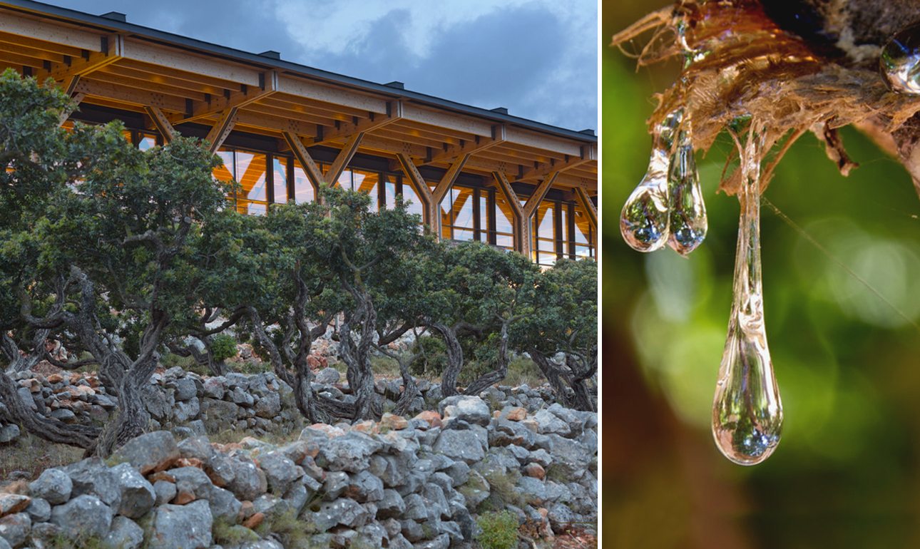 Εκεί που δακρύζει η μαστίχα