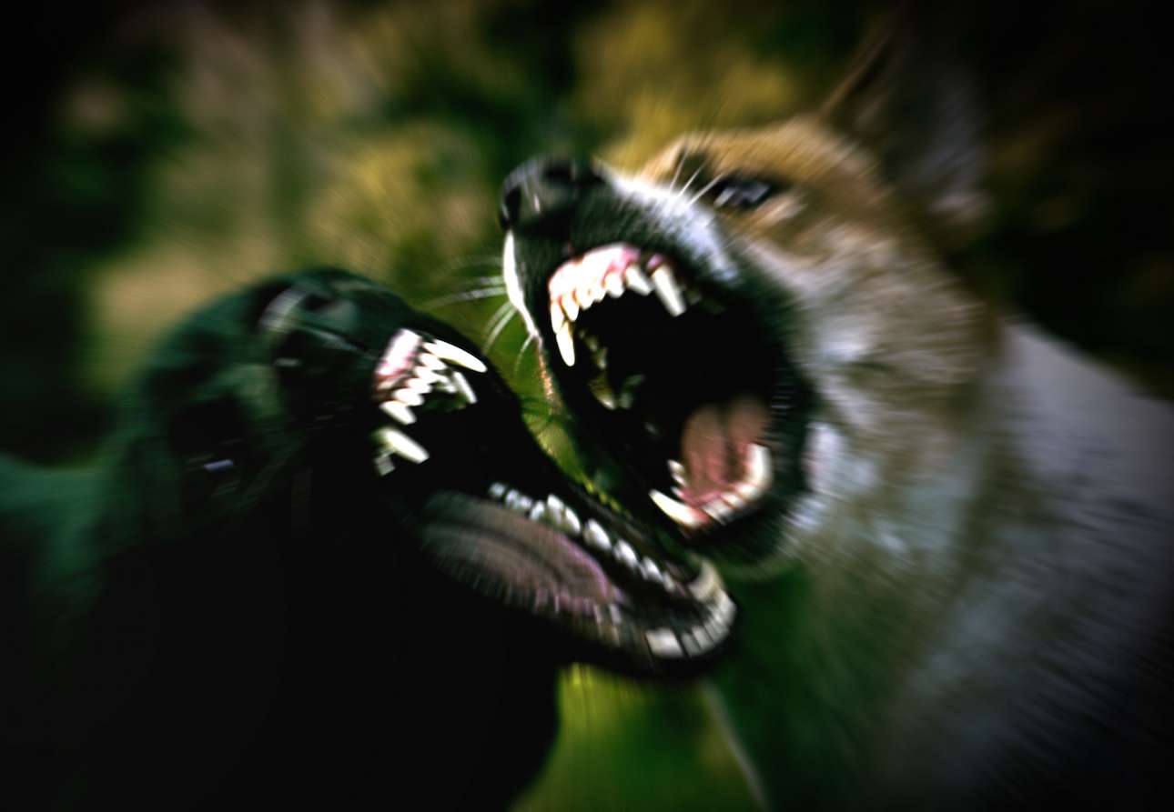 Νύχια και δόντια για το κράτος