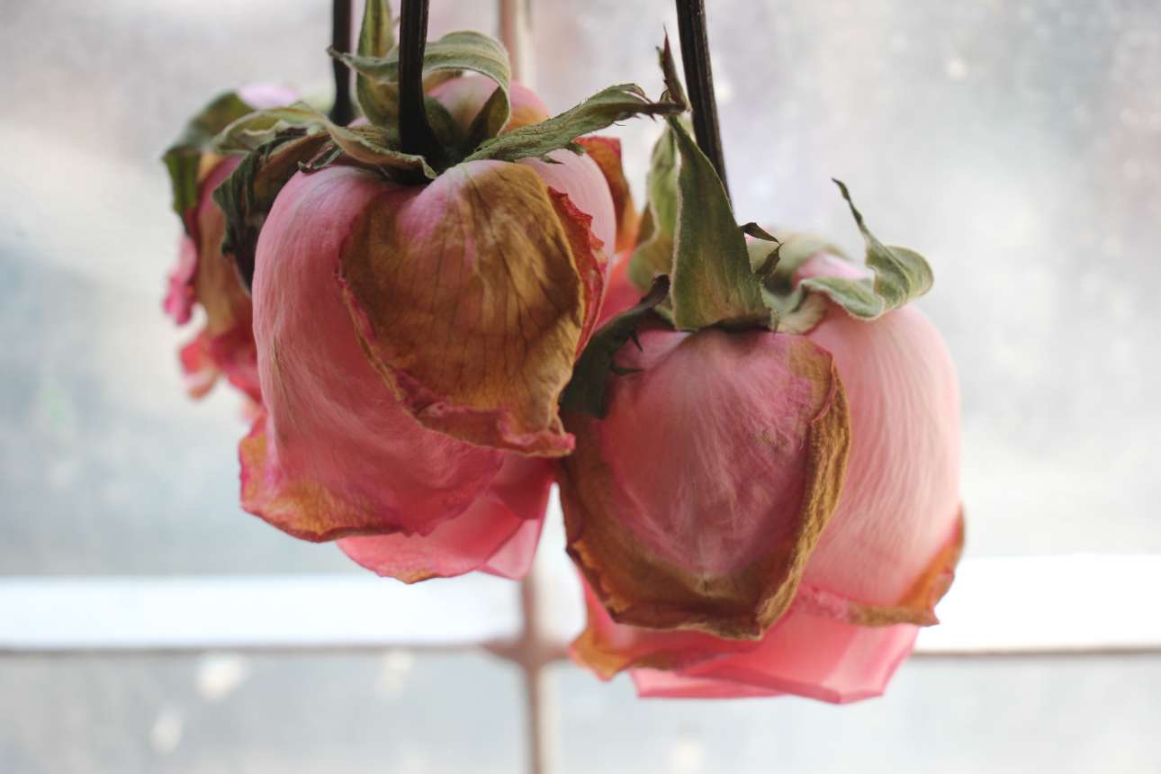 Γεωπόνε, πώς αποξηραίνω τα λουλούδια;