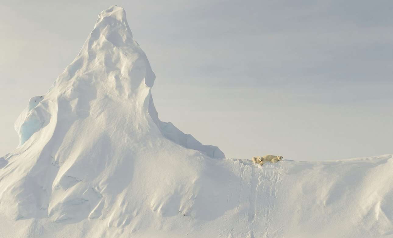 Τιμητική Διάκριση, κατηγορία Φύση: Μια πολική αρκούδα μαζί με το μωρό της έχουν σκαρφαλώσει στην κορυφογραμμή ενός τεράστιου παγόβουνου, στον Καναδά